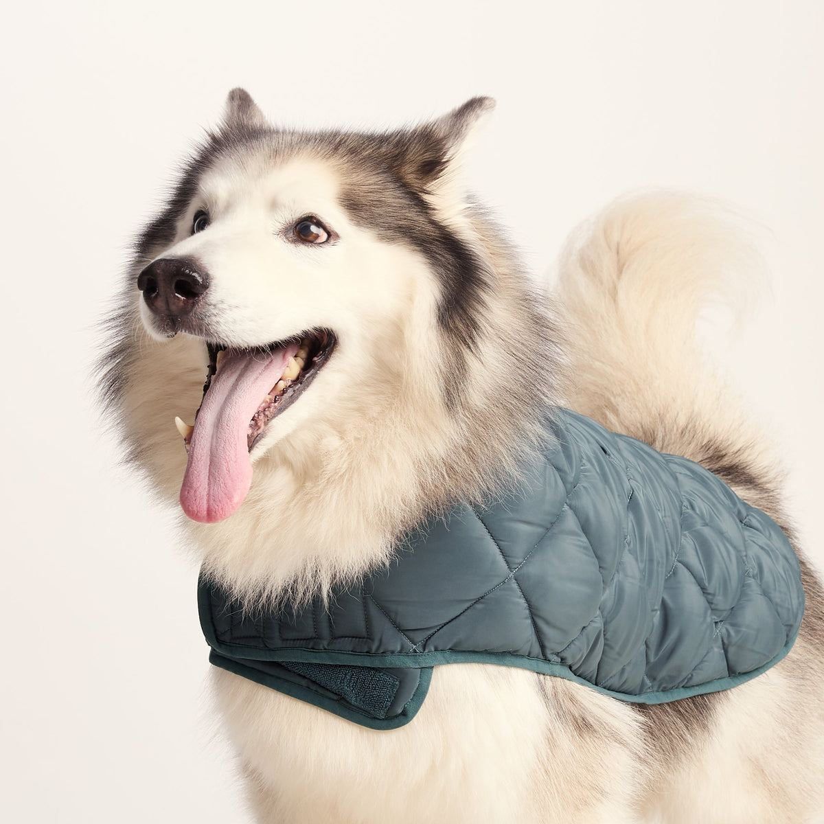 Fido Padded Dog Coat L - Graphite - Image 6