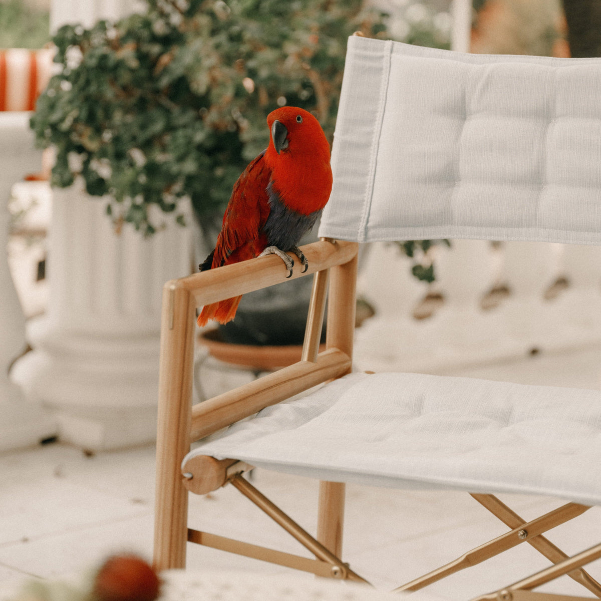 The WES Directors Chair - Image 2