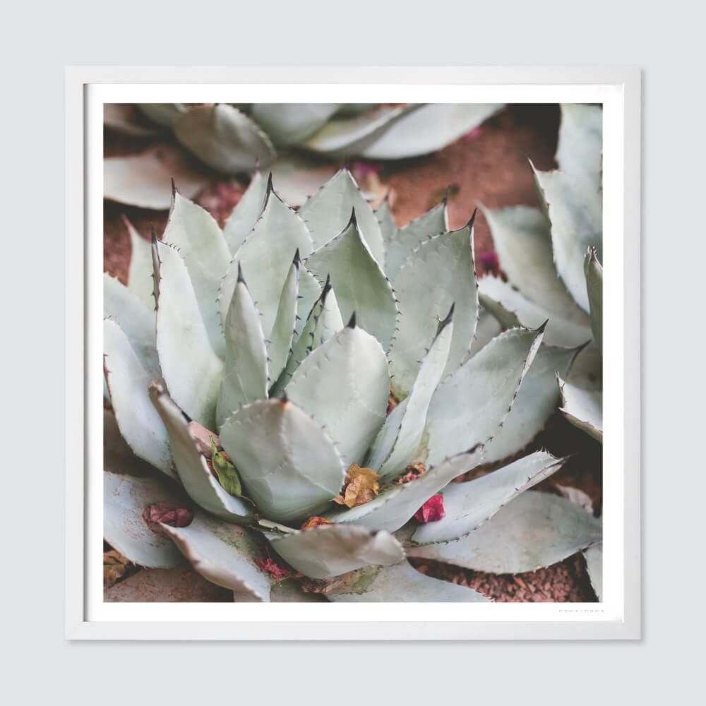 Jardin - White Frame